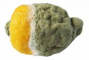 Tips To Identify Rotten Lemon